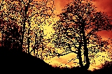 alberi incantati?>