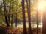 bosco romantico