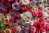 bouquet di rose