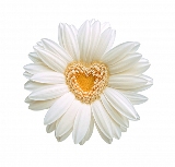 cuore in fiore
