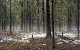 foresta incantata