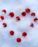 fragole di amore in mezzo alla neve