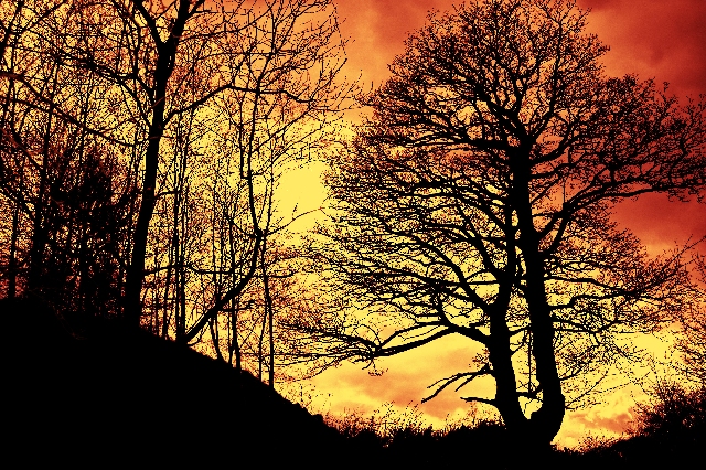 alberi incantati