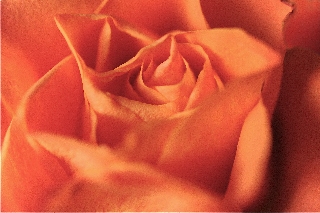 rosa arancione