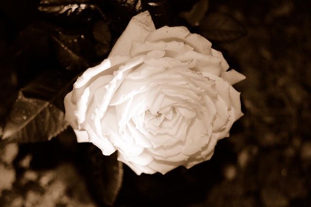 rosa bianca al buio