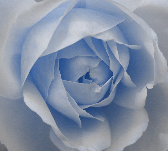 rosa con riflessi di azzurro