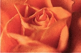 rosa arancione