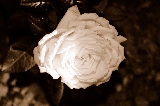 rosa bianca al buio