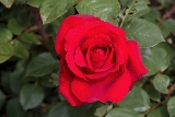 rosa rossa bellissima