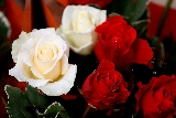 rose rosse e bianche?>