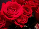 rose rosse